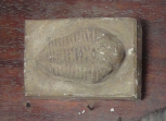 A cast of a trilobite