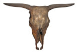 The skull and horns of a cow, formerly in the possession of John Flaxman. 