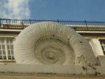 A large ammonite