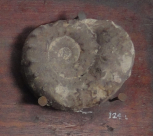 Ammonite from a flintstone, found on Walton Common, 1829 (mounted on a wooden board with  M615, S115, SC11 & X87).