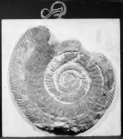 A mounted ammonite fossil