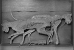 Two mummified cats and a rat posed in a glazed case. 