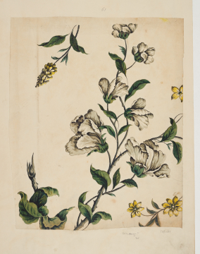 image Image 2 for 58/11/61