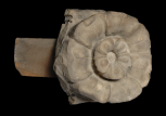 Fragment of ancient Roman carved foliage: a flower 