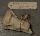 Fragment of a sandalled foot