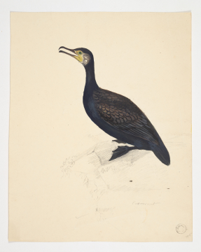 image Image 1 for 59/13/16