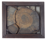 An ammonite specimen in a mahogany frame.