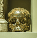 Cast or model of a human skull