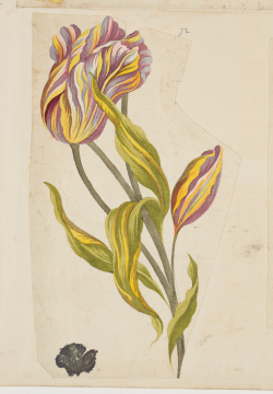 image Image 1 for 58/11/72